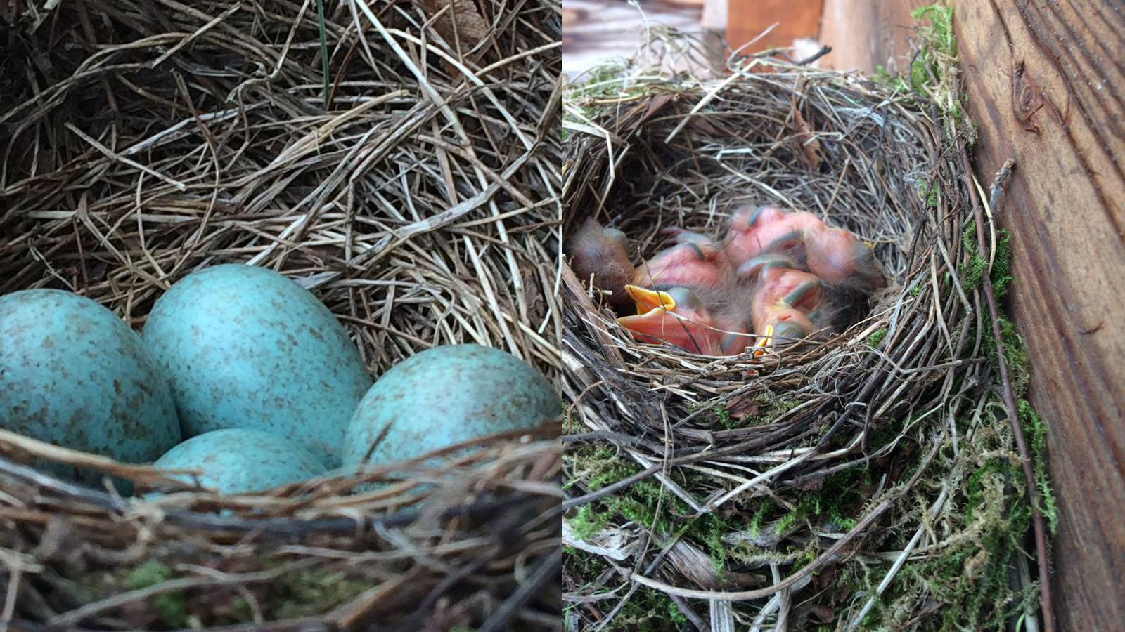 Amselschutzgebiet im Garten des Kinderhauses